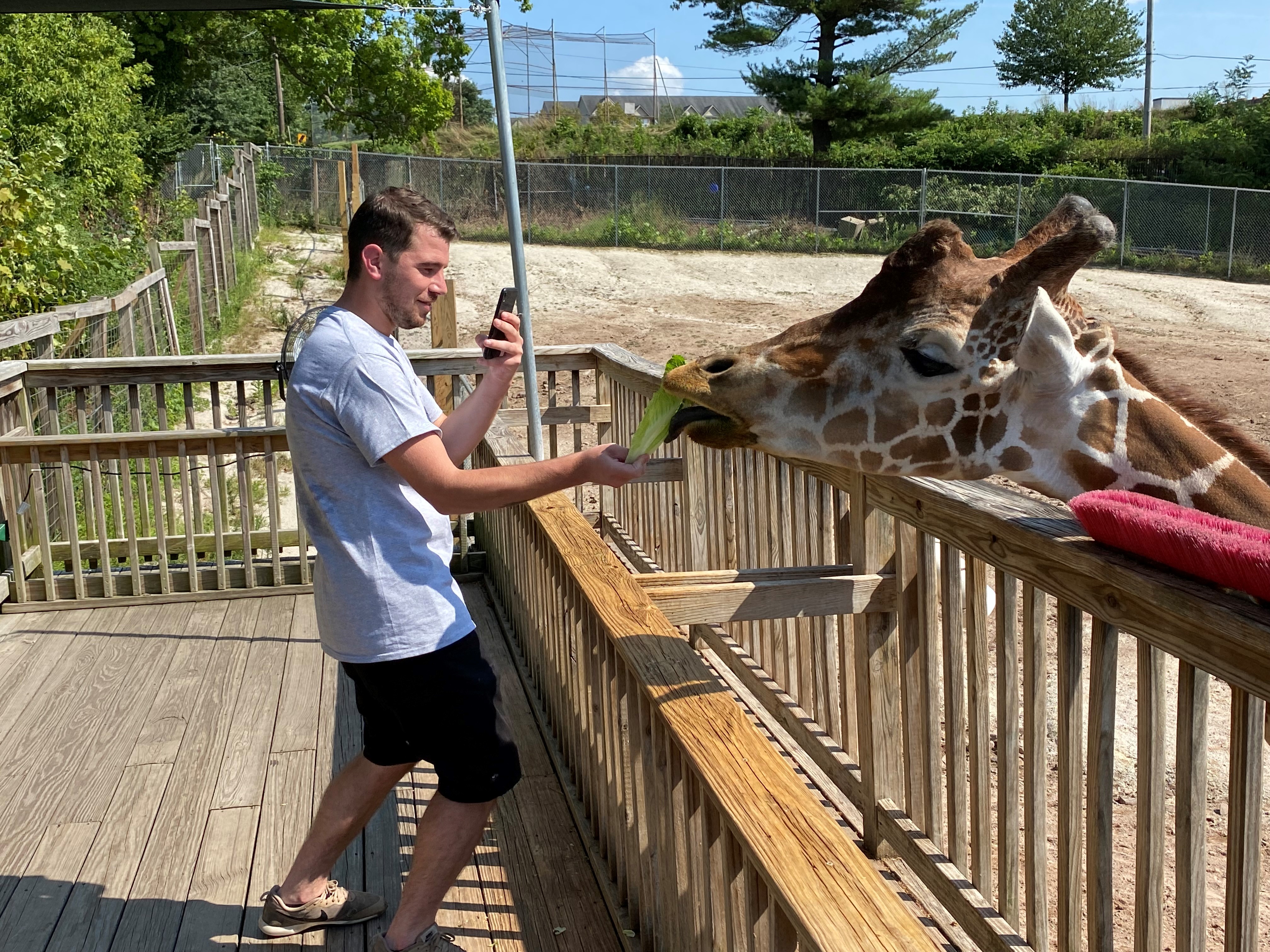 feeding giraffe