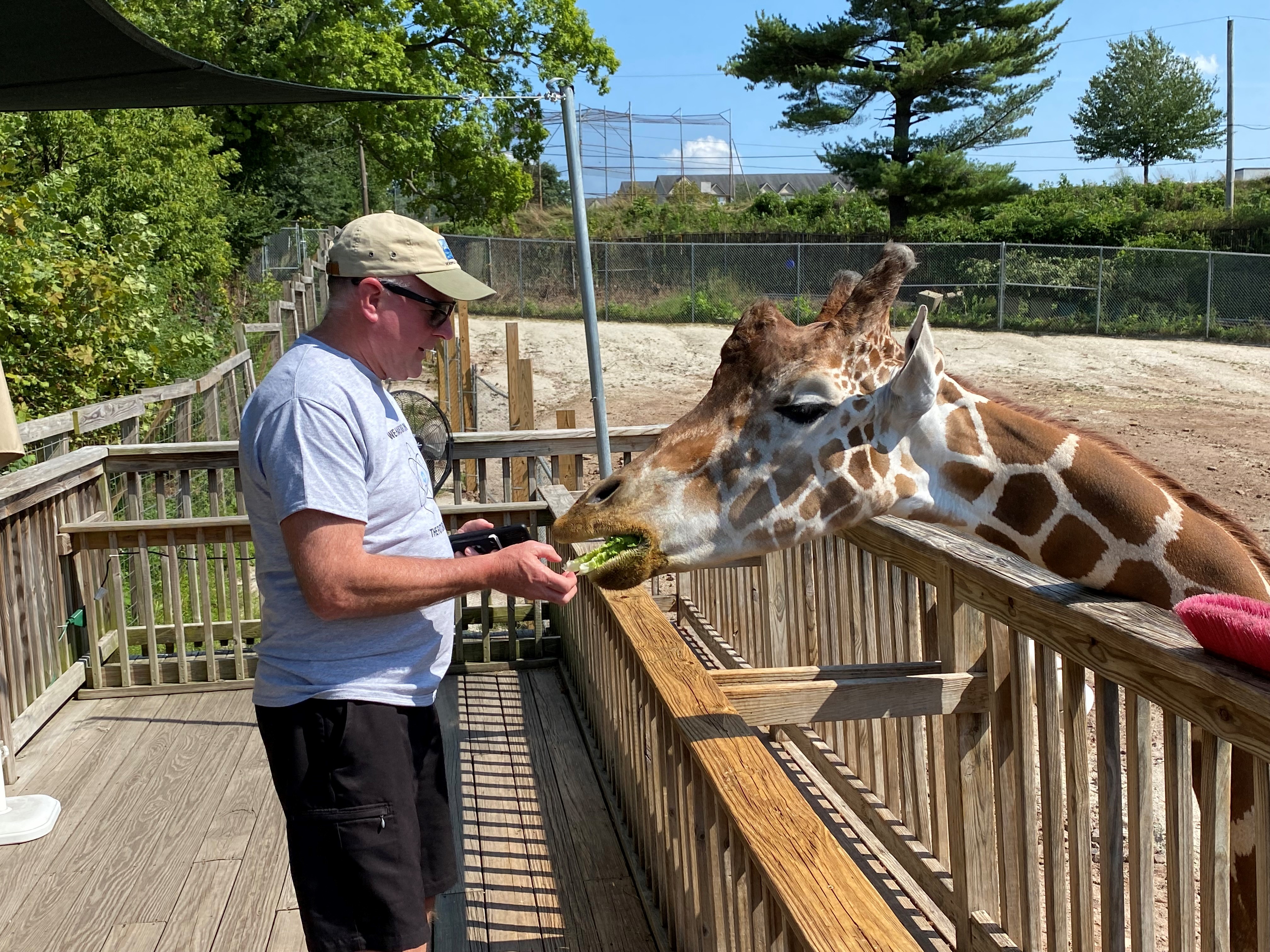 feeding giraffe