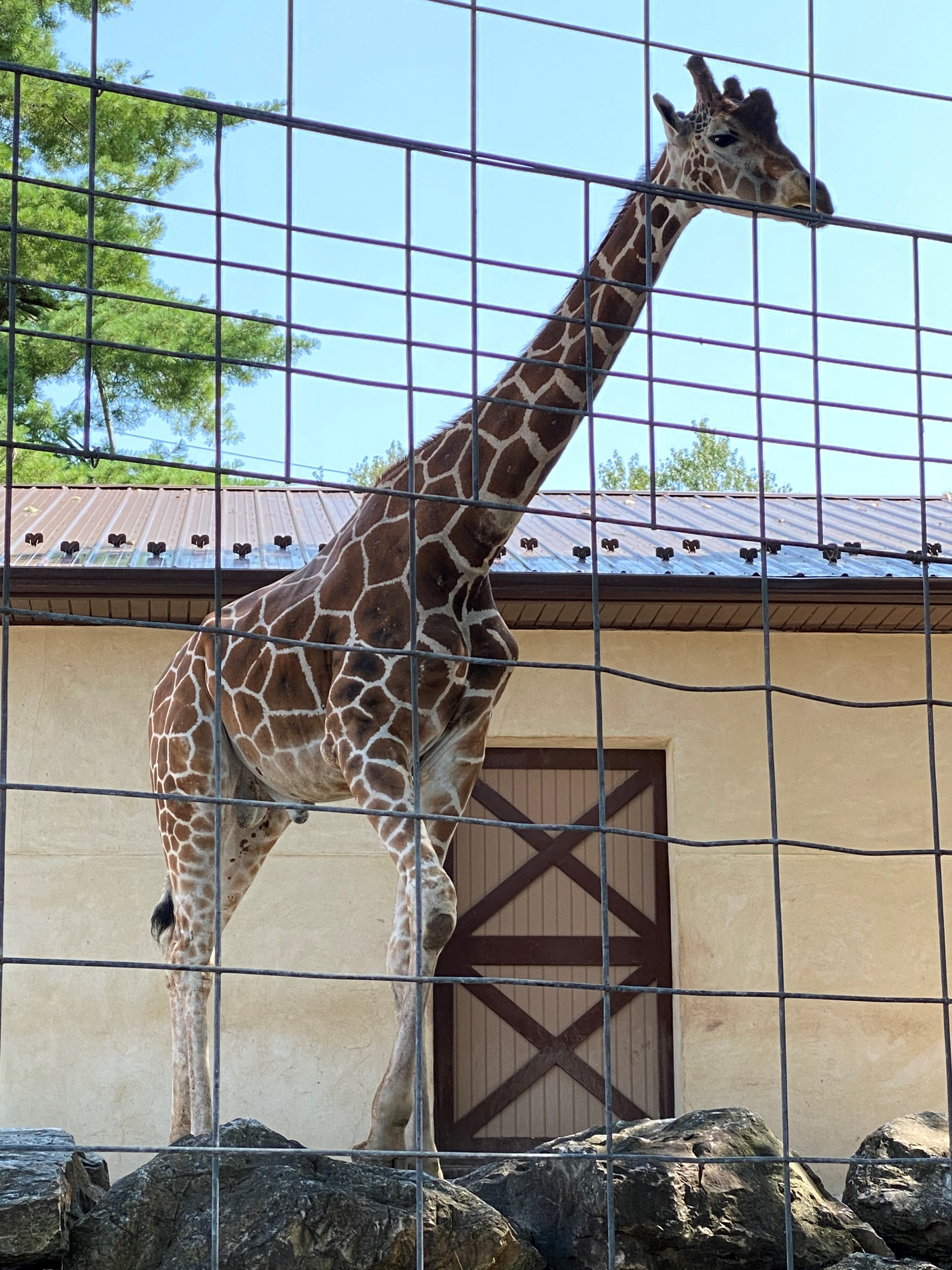 giraffe at Elmwood Park Zoo